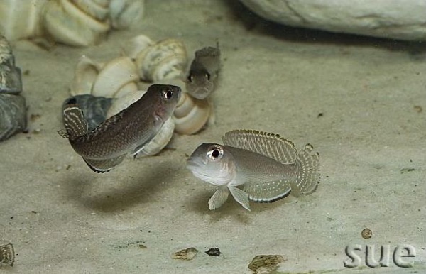 Lamprologus ornatipinnis 'Kigoma'
